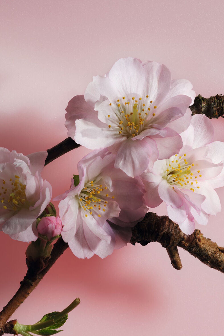 Christian Dior      
Sakura Eau De Parfum     
🩷🩷