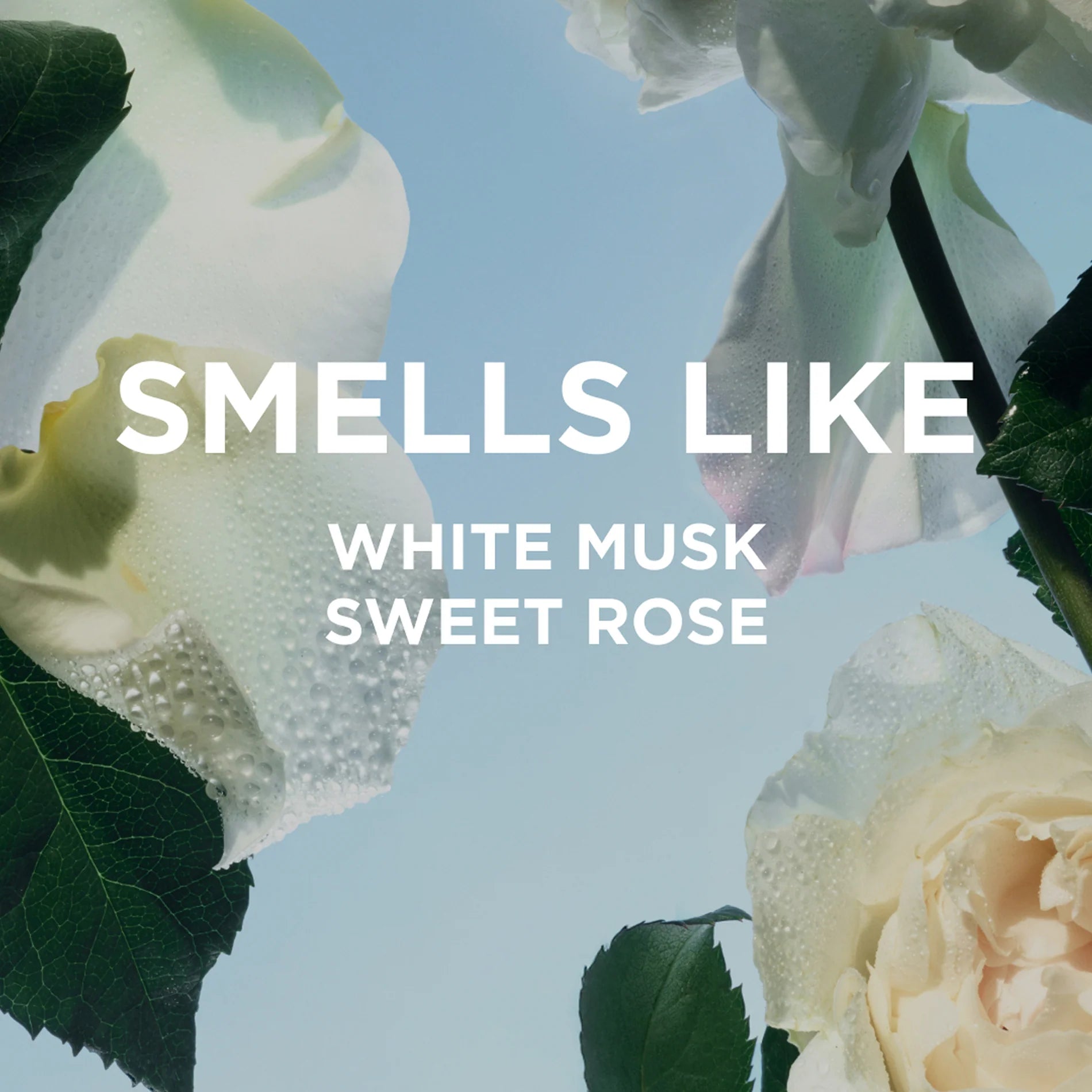by/ rosie jane      
Rosie Perfume Oil     
🤍🤍