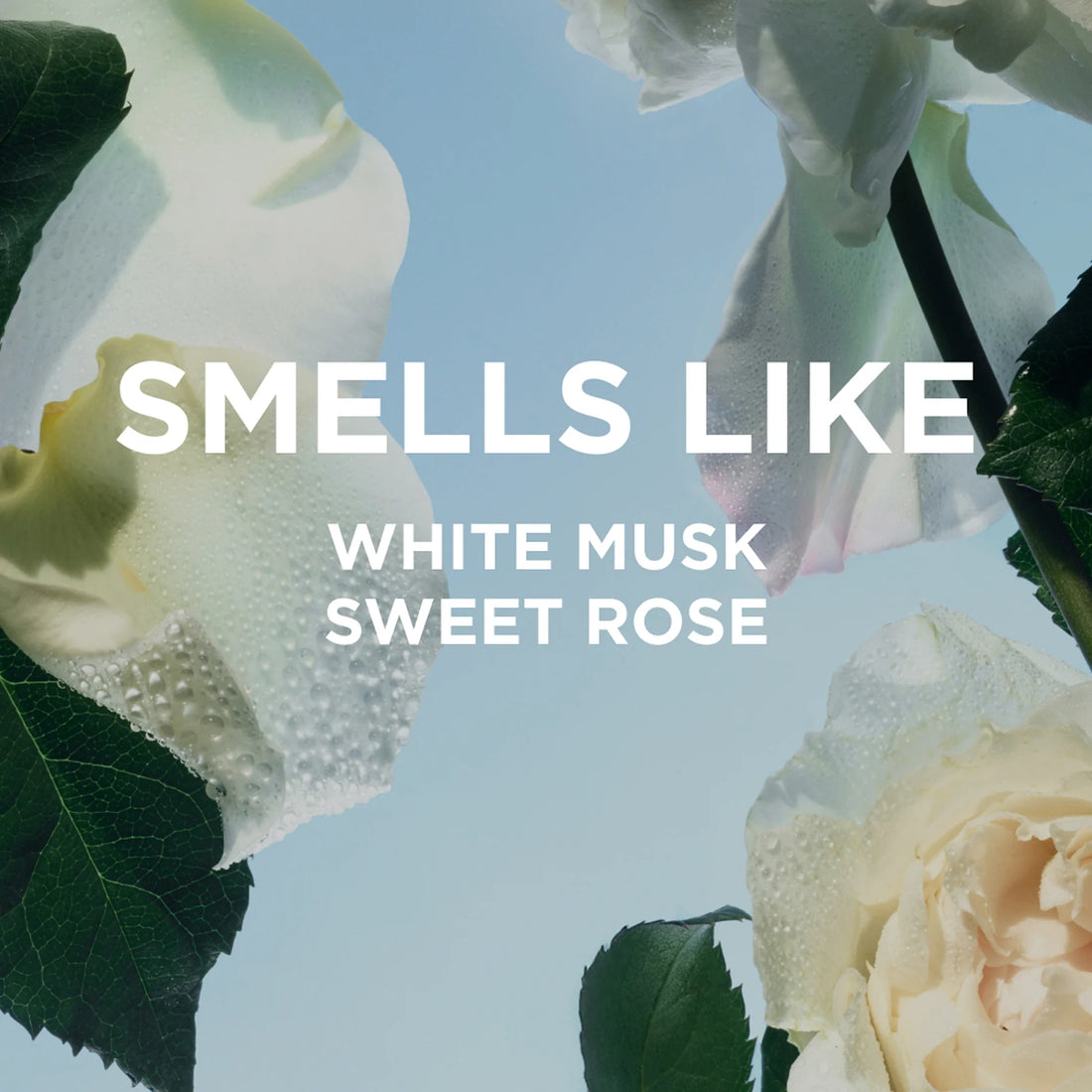 by/ rosie jane      
Rosie Perfume Oil     
🤍🤍