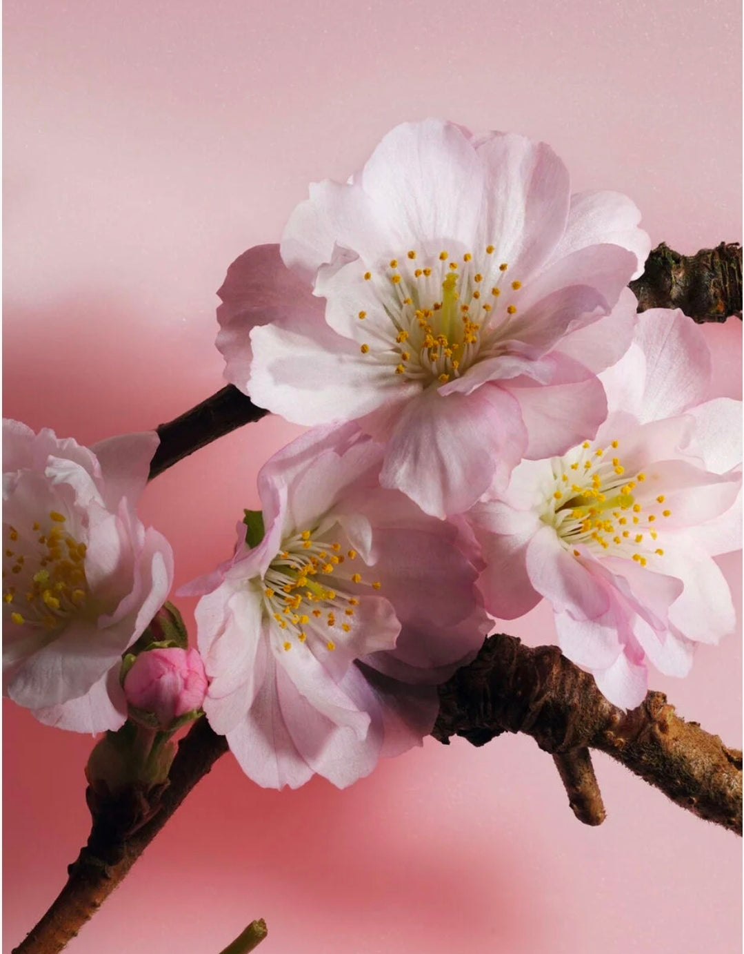 Dior Sakura Perfume