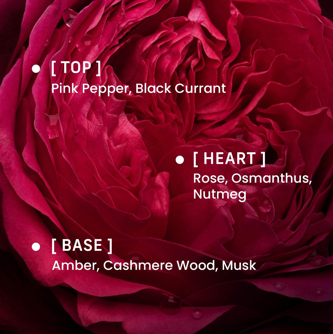 Phlur       
Rose Whip Perfume     
❤️❤️